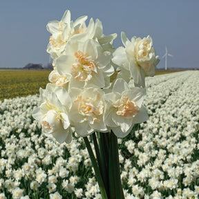 Tender Beauty - Narcissus - Fluwel