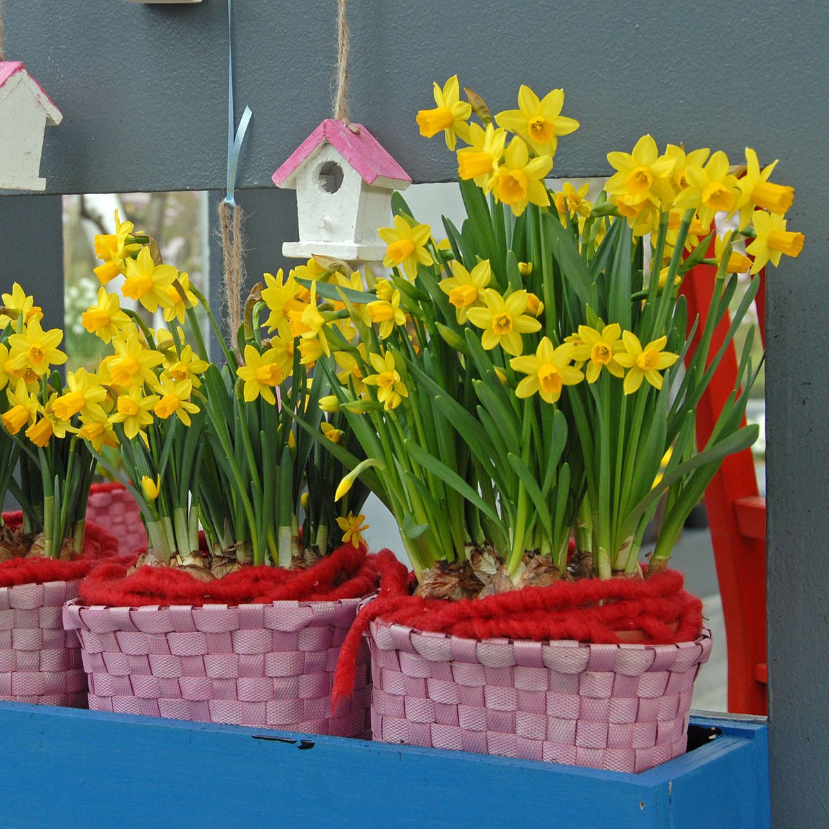 Tete a Tete - gele narcis - Fluwel