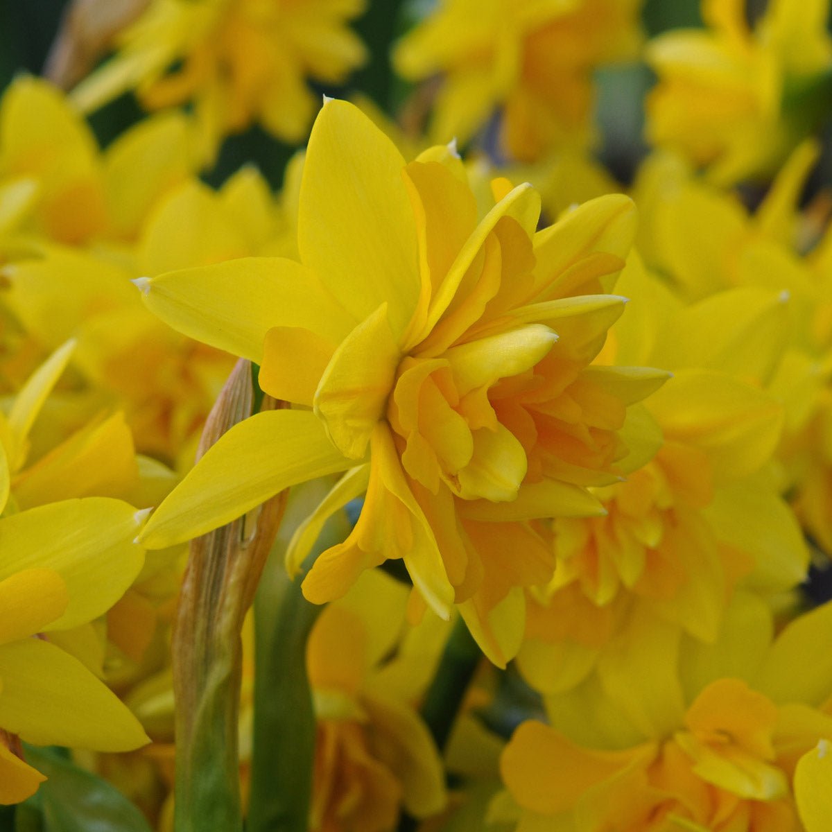 Tete Bouclé - Narcissus - Fluwel