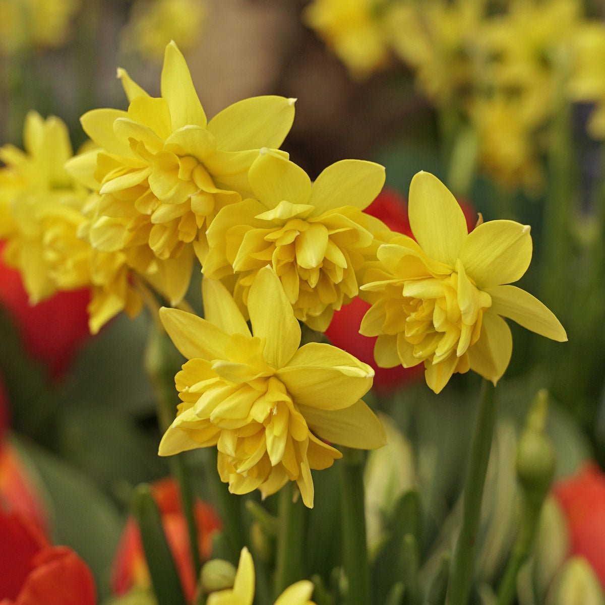 Tete Bouclé - Narcissus - Fluwel