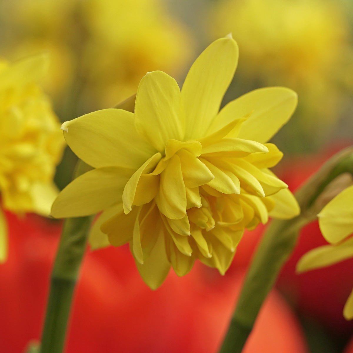 Tete Bouclé - Narcissus - Fluwel