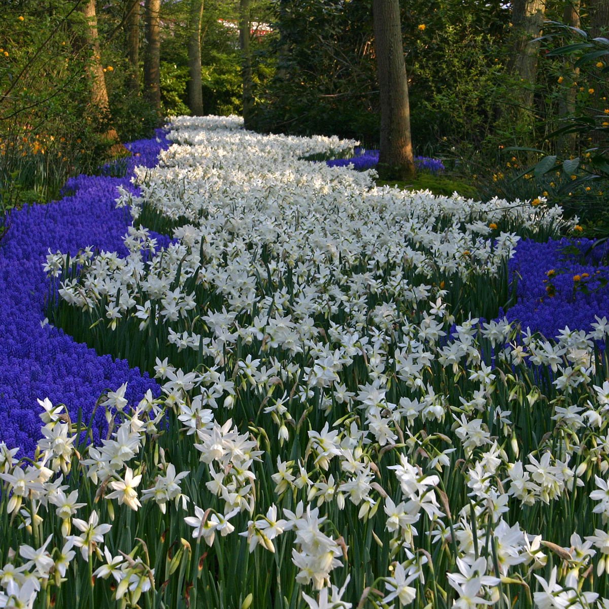 Thalia - witte Triandrus narcis - Fluwel
