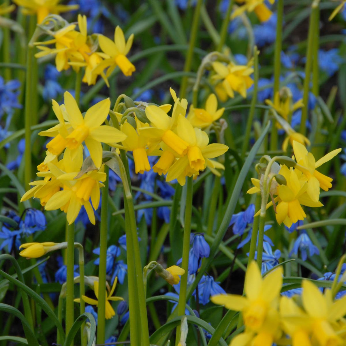 Tiny Bubbles - Narcissus - Fluwel