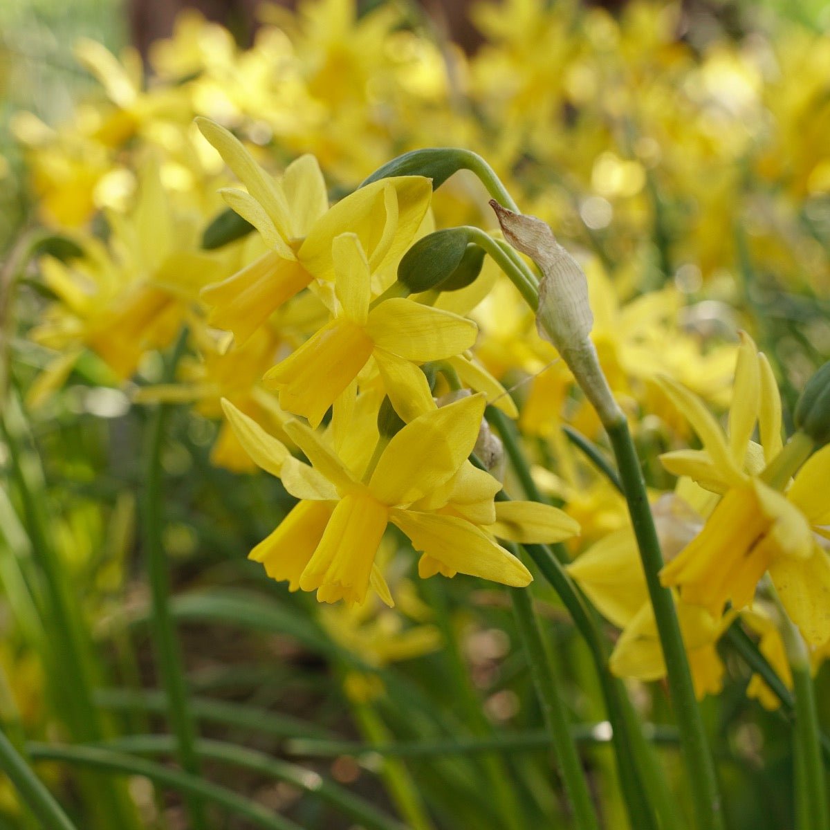 Tiny Bubbles - Narcissus - Fluwel