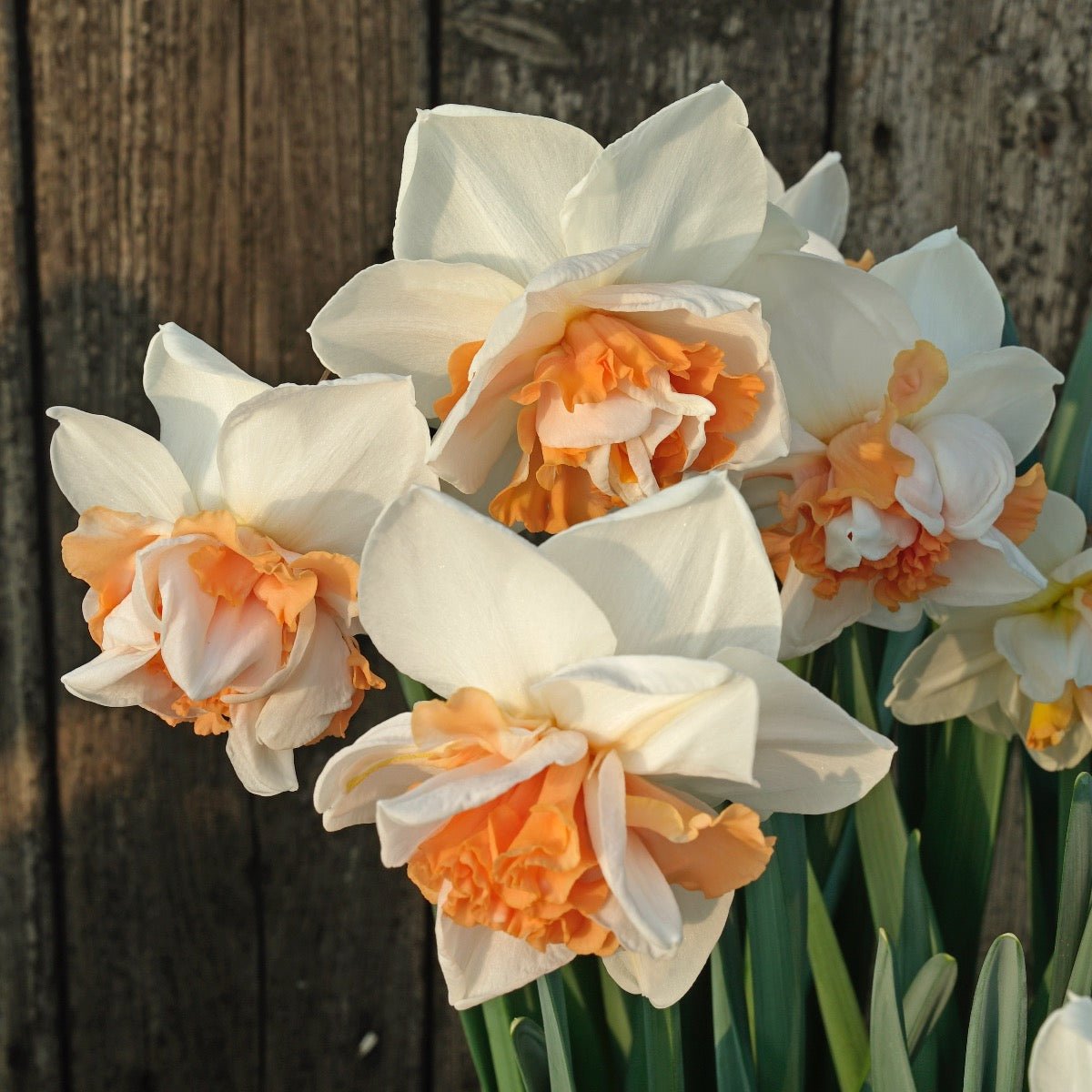 Tropic Isle - Narcissus - Fluwel