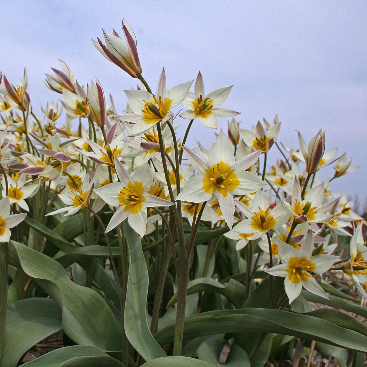 Turkestanica - Tulips - Fluwel