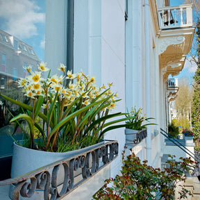 Turkestanica - Tulips - Fluwel