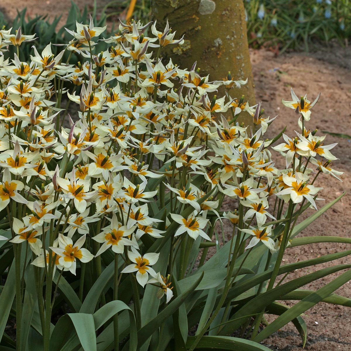 Turkestanica - Tulips - Fluwel