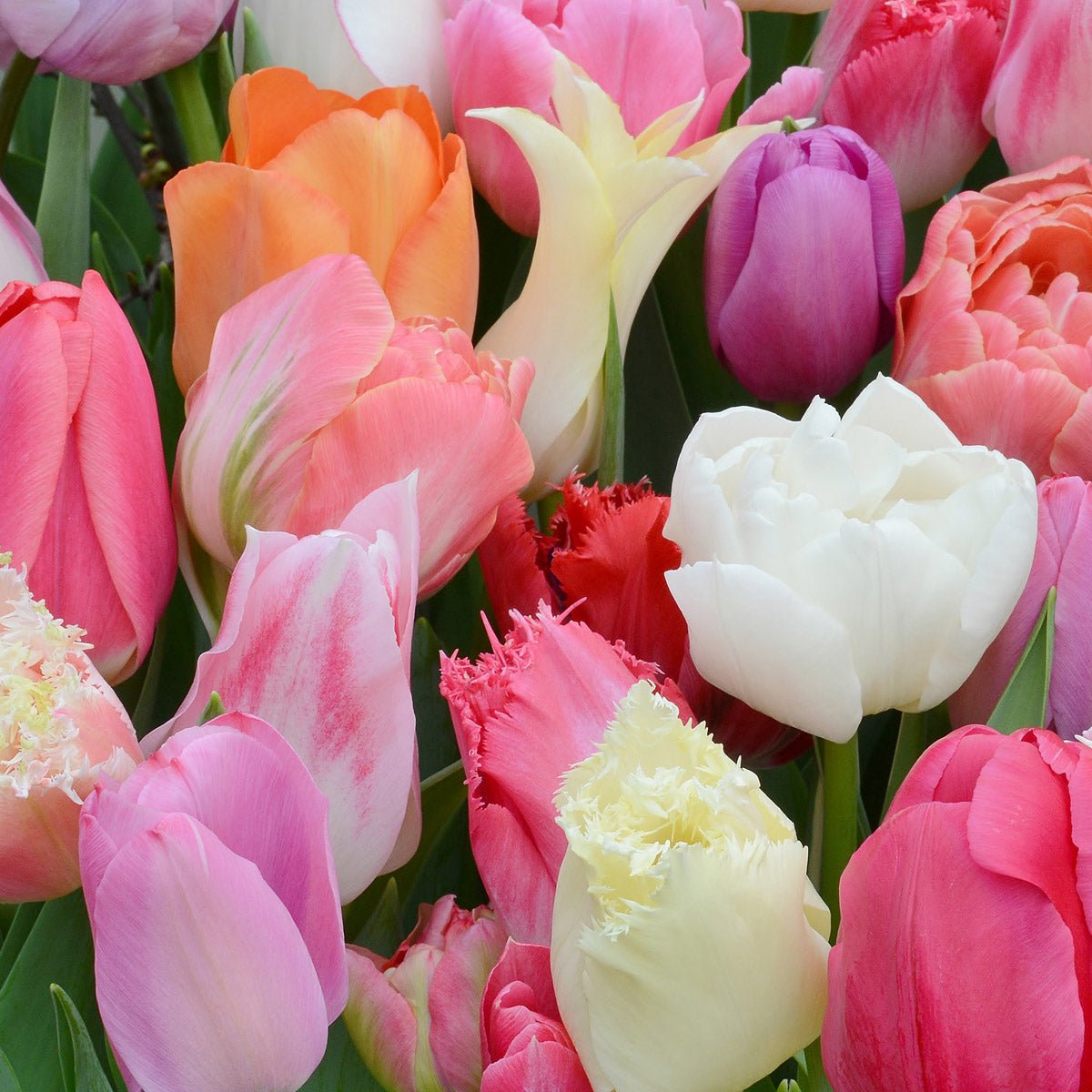 Tutti Tulpi Romantico - Mixes - Fluwel