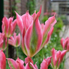 Virichic - Tulips - Fluwel