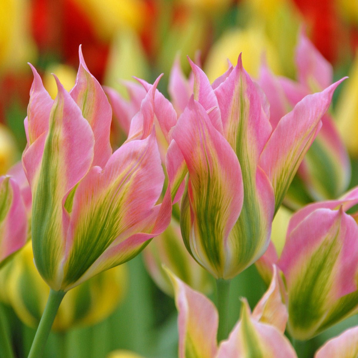 Virichic - Tulips - Fluwel