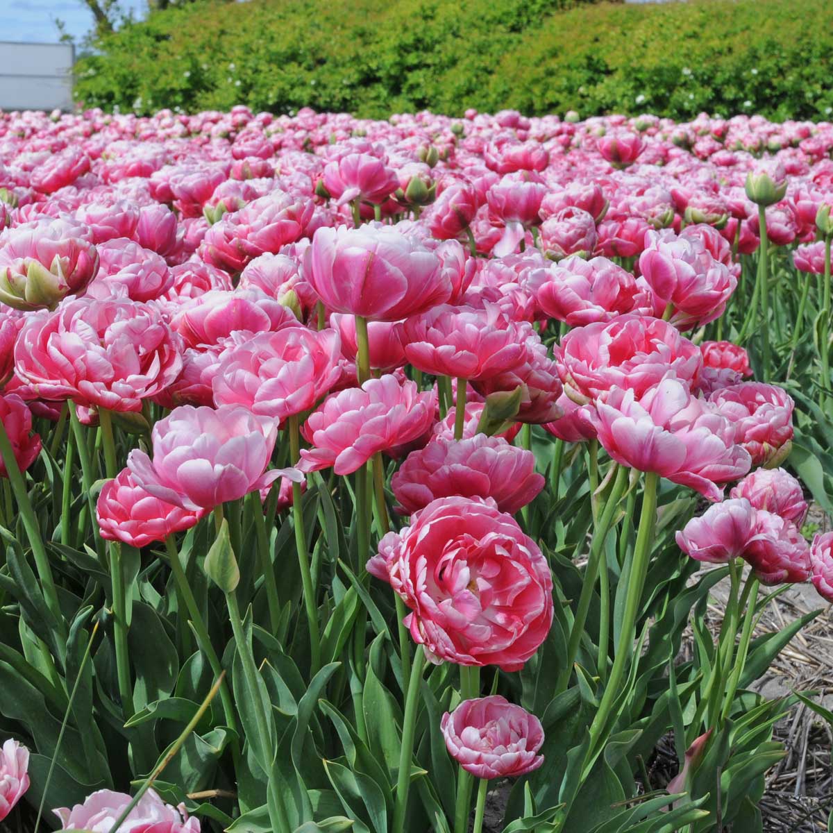 Wedding Gift - Tulips - Fluwel