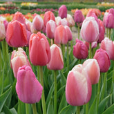 Wellspring™ - Mixes - Fluwel