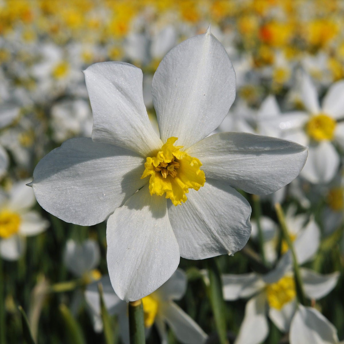 White Lady - Narcissus - Fluwel