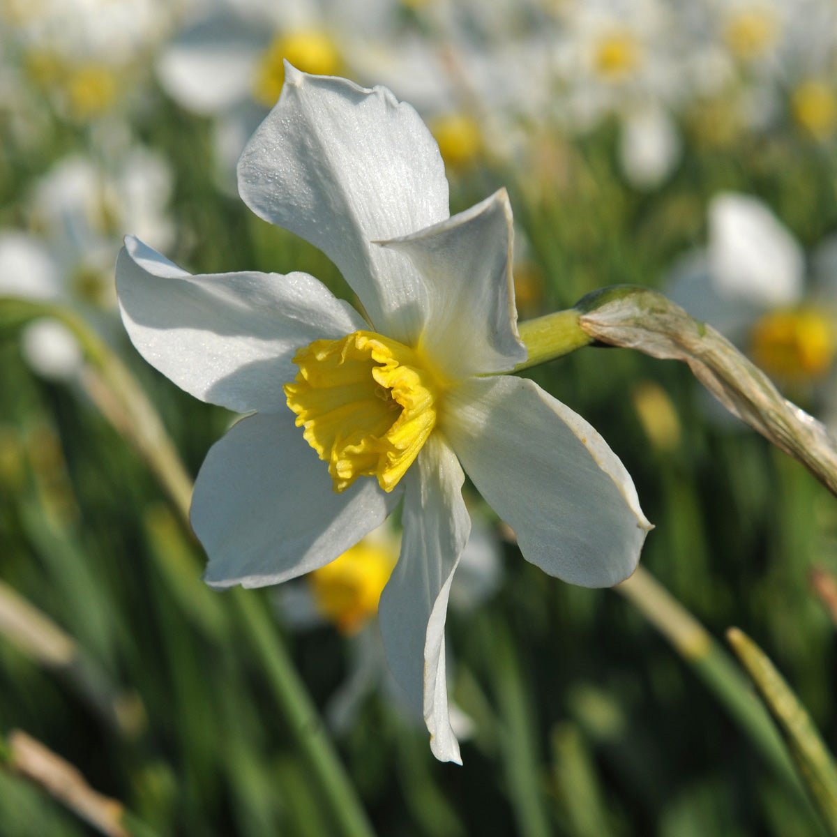 White Lady - Narcissus - Fluwel