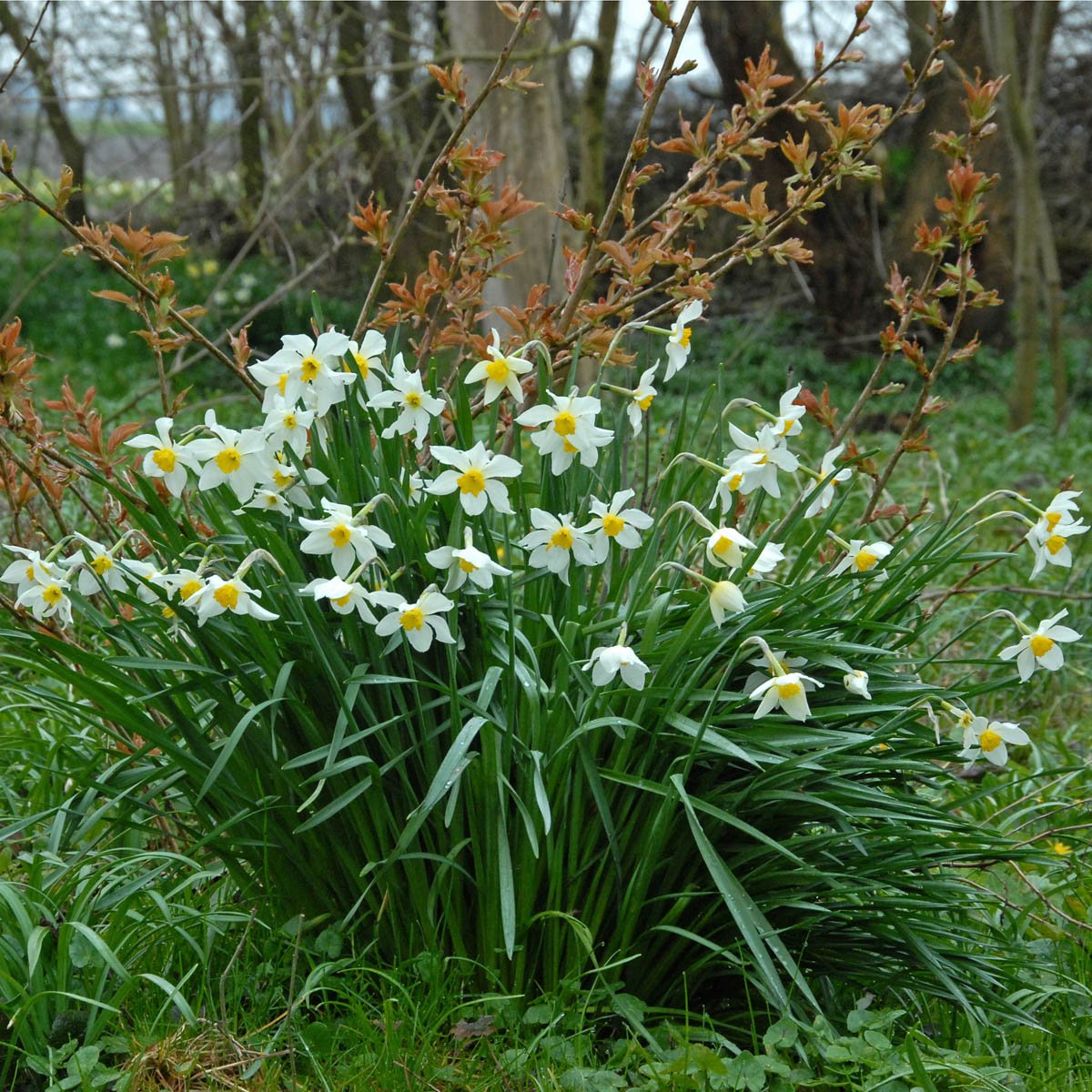 White Lady - Narcissus - Fluwel
