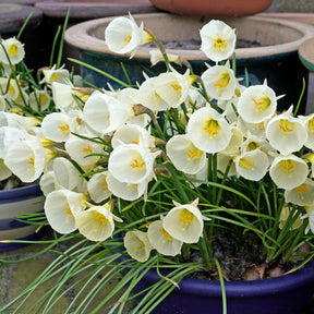 White Petticoat - Narcissus - Fluwel
