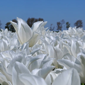 White Triumphator - Tulips - Fluwel