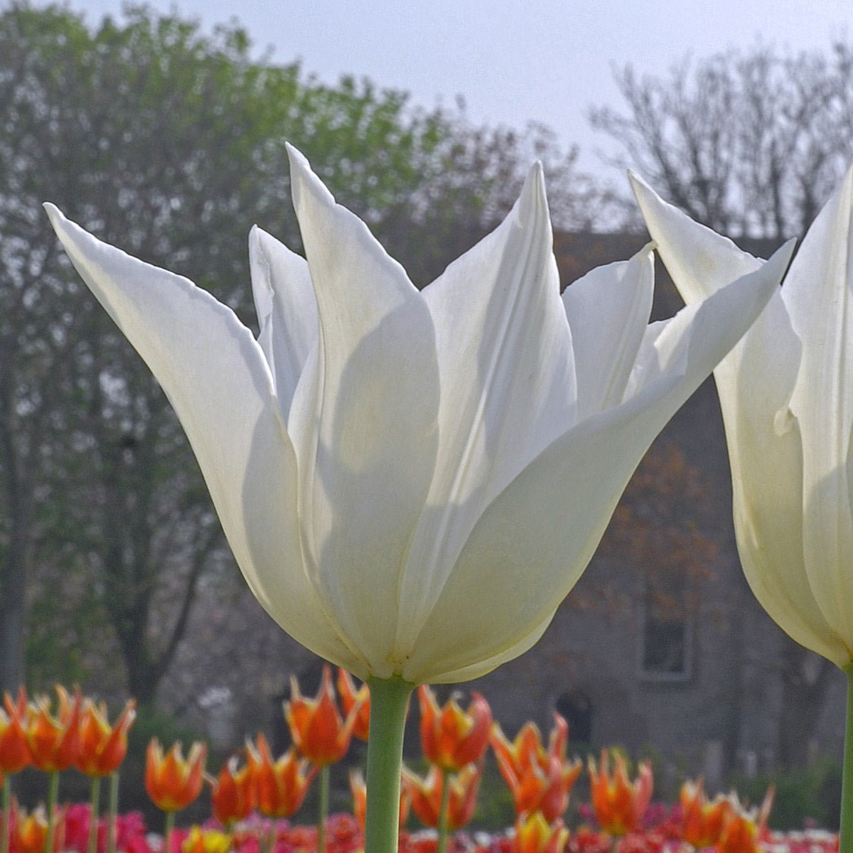 White Triumphator - Tulips - Fluwel
