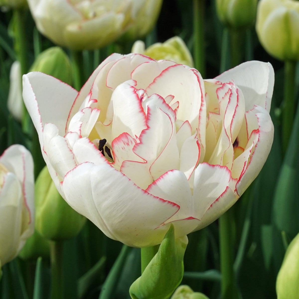 Wild Romance - Tulips - Fluwel