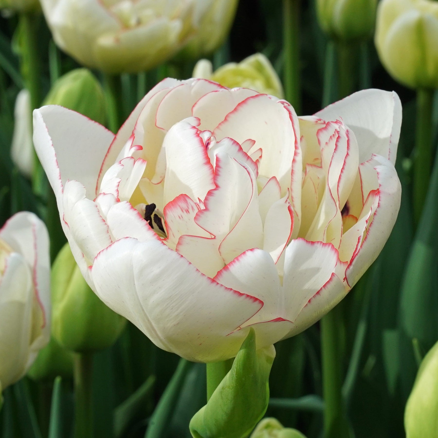 Wild Romance - Tulips - Fluwel