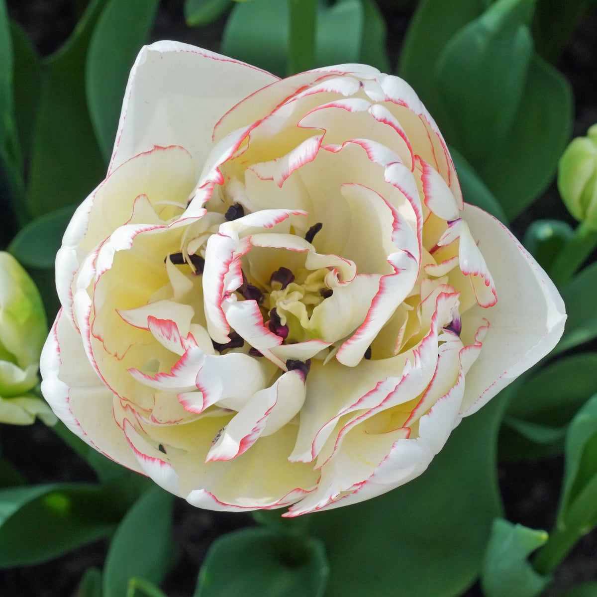 Wild Romance - Tulips - Fluwel