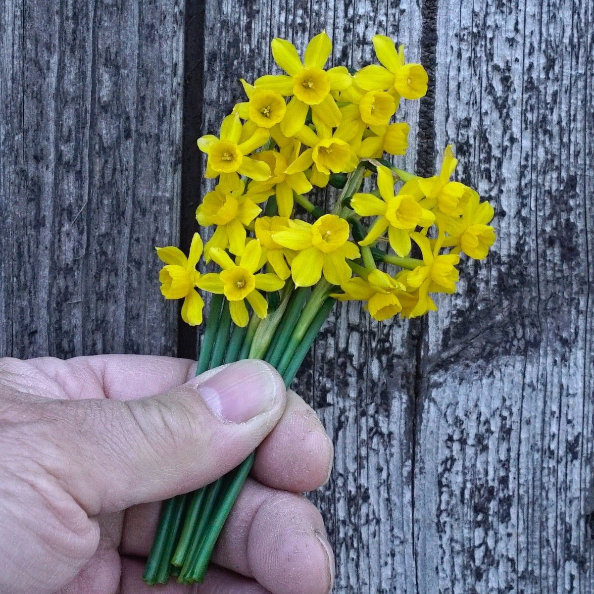 Willkommii - Narcissus - Fluwel