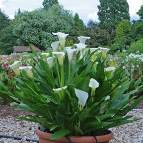 Zantedeschia Captain Fresco - Zantedeschias - Fluwel