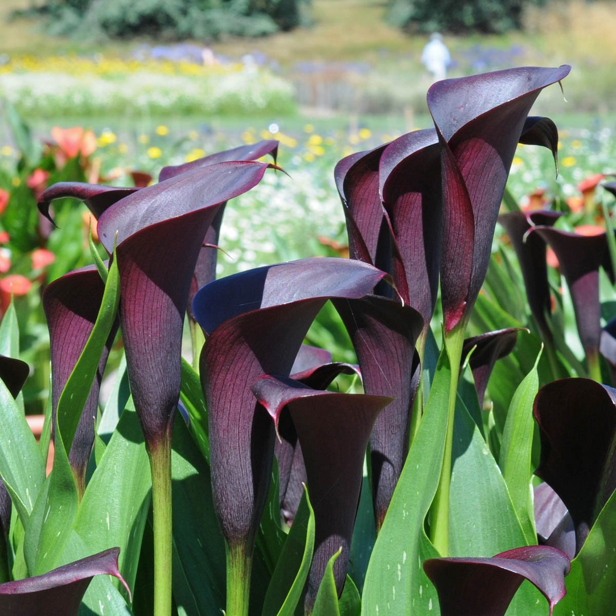 Zantedeschia Odessa - Zantedeschias - Fluwel