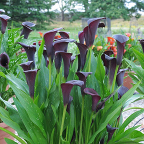 Zantedeschia Odessa - Zantedeschias - Fluwel