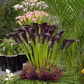 Zantedeschia Odessa - Zantedeschias - Fluwel