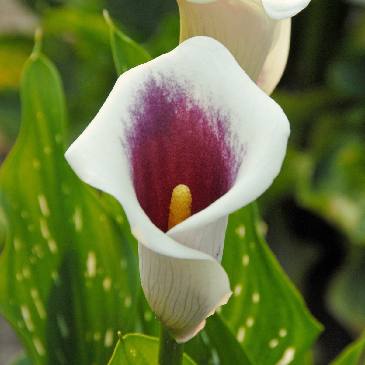 Zantedeschia Picasso - Zantedeschias - Fluwel