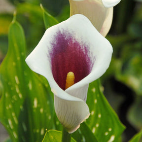 Zantedeschia Picasso - Zantedeschias - Fluwel