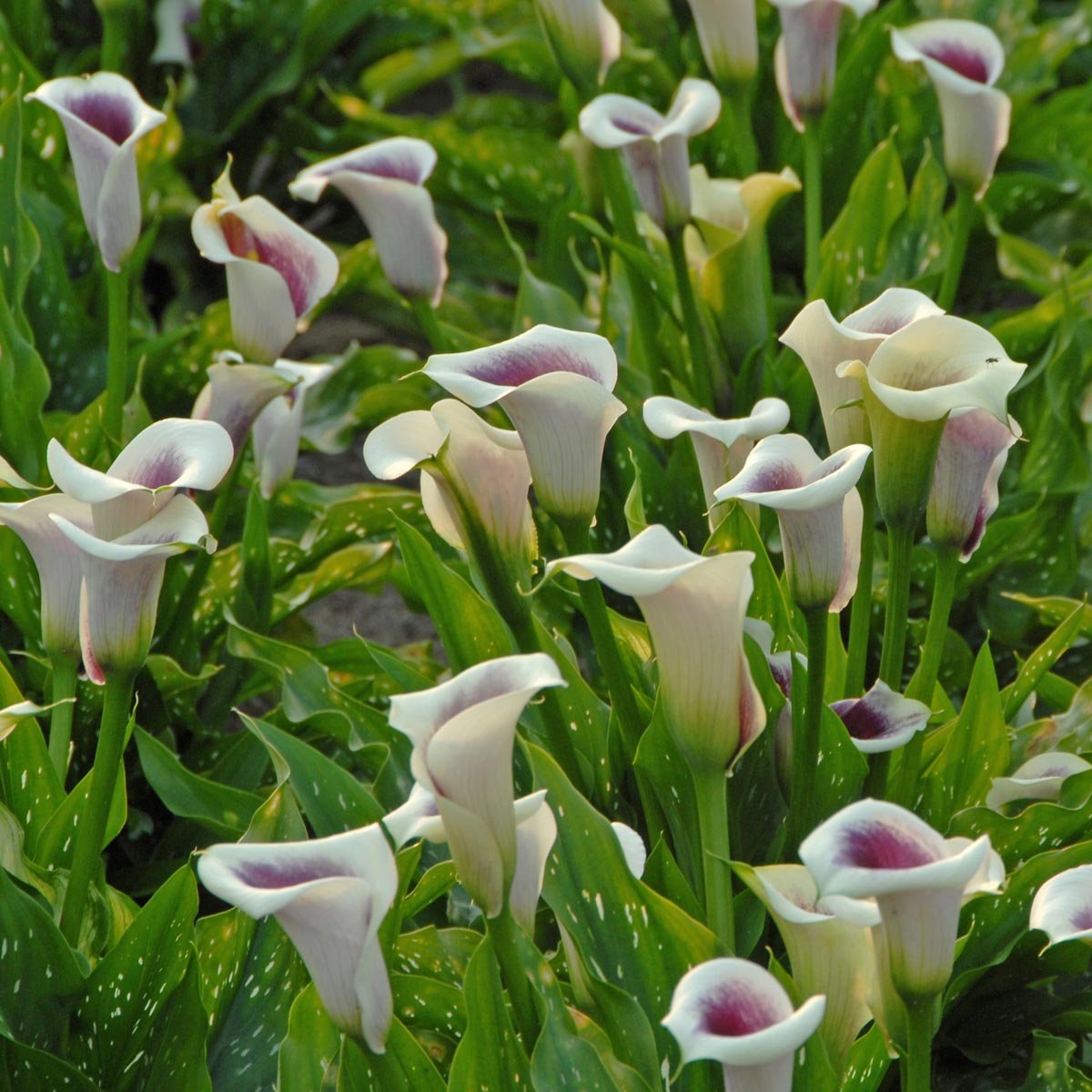 Zantedeschia Picasso - Zantedeschias - Fluwel