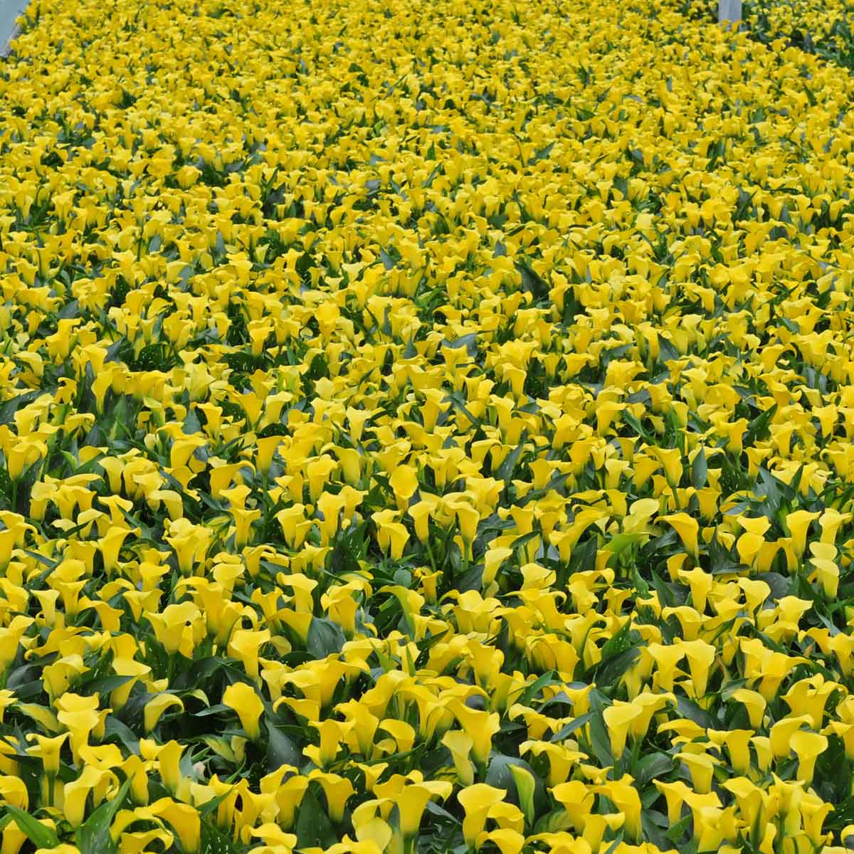 Zantedeschia Sunclub - gele zantedeschia - Fluwel