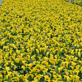 Zantedeschia Sunclub - Zantedeschias - Fluwel