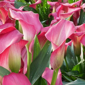 Zantedeschia Zazu - Zantedeschias - Fluwel