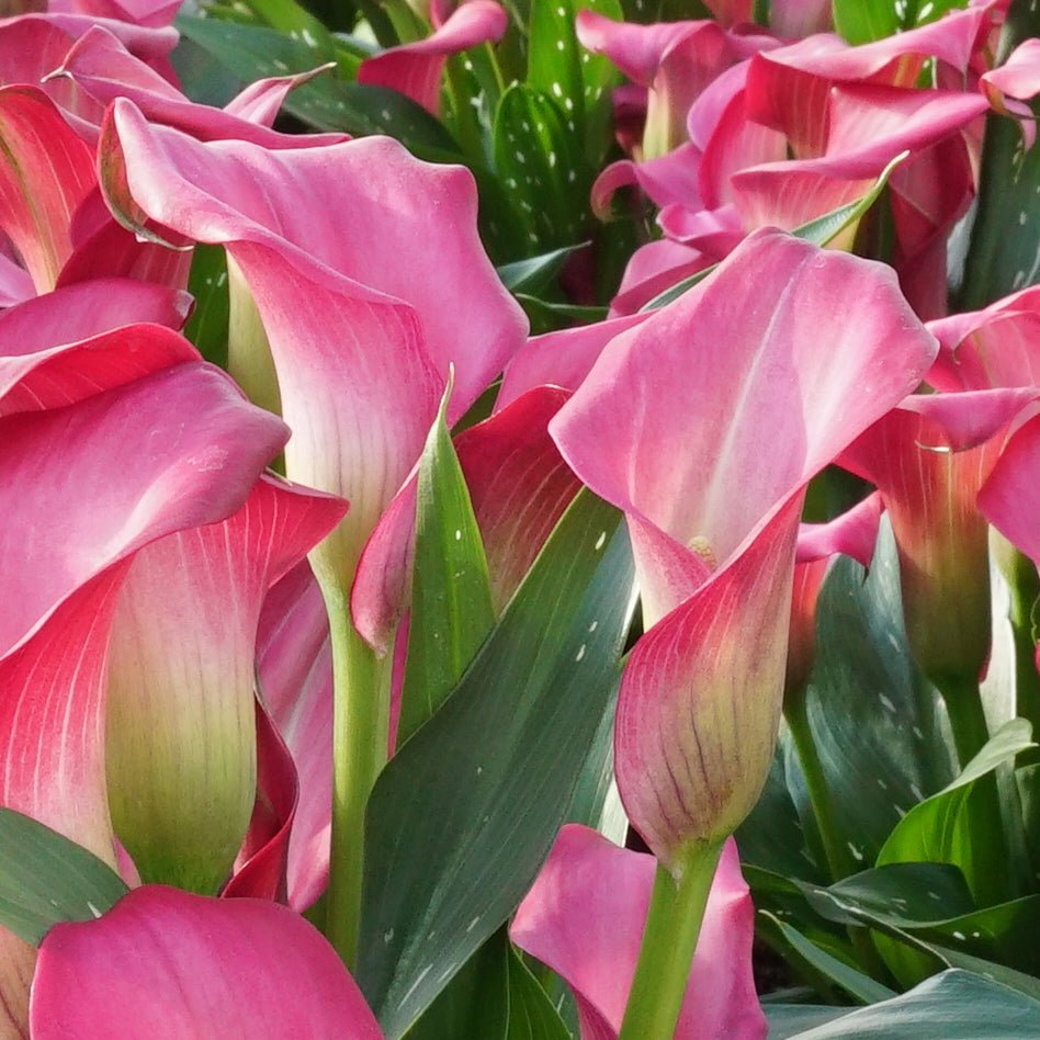 Zantedeschia Zazu - Zantedeschias - Fluwel