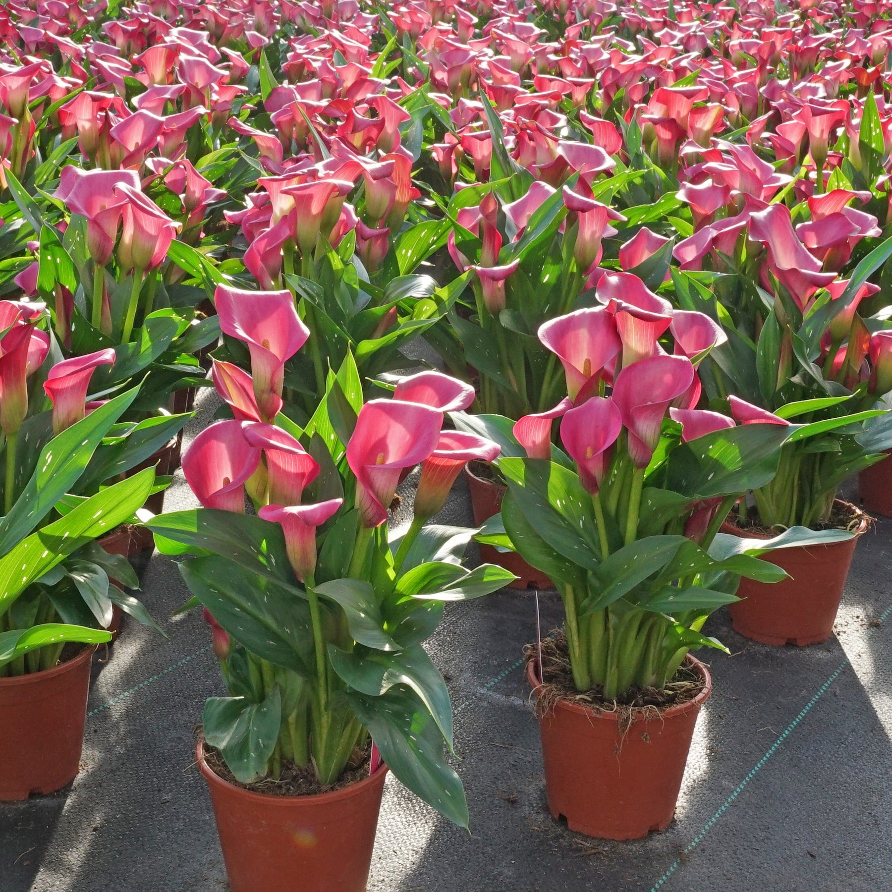 Zantedeschia Zazu - Zantedeschias - Fluwel